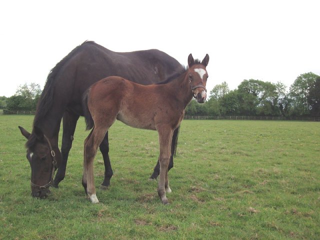 Final Check second at Leopardstown on 17th August 2023