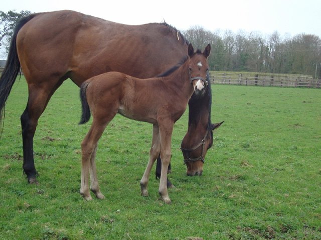 Flame of Freedom wins at Al-Janadriah, KSA on 16th March 2023