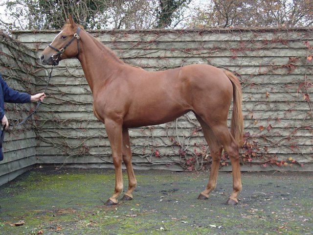 Forbidden Dance third at Leicester on 31st July 2019