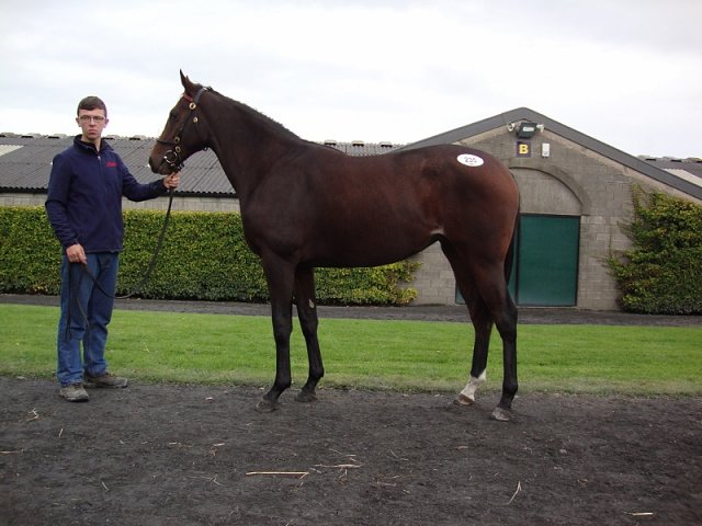 Forge Road third at Dundalk on 1st April 2022