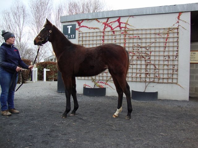 Forge Road third at Dundalk on 10th November 2021