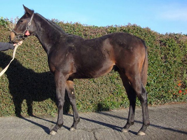 Fraserburgh wins at Jebel Ali on 30th October 2020
