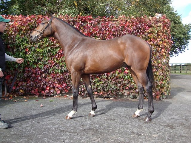 Freetown second at Killarney on Saturday 24th August