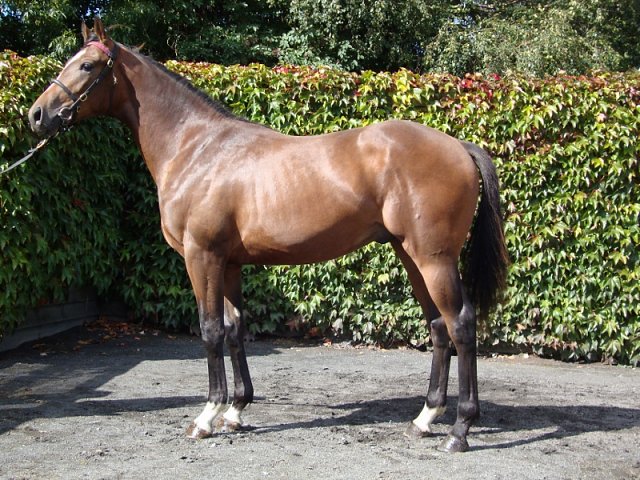 Freetown third at Tipperary on 30th August 2018