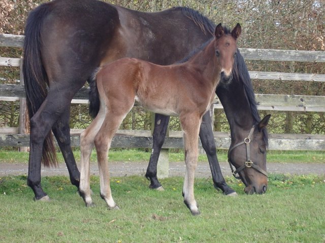 Global Hope wins at Newbury on 11th June 2020