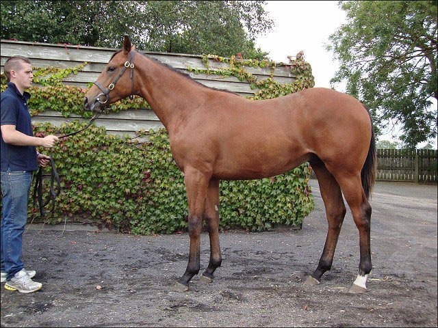 Gold Hunter third at Wolverhampton
