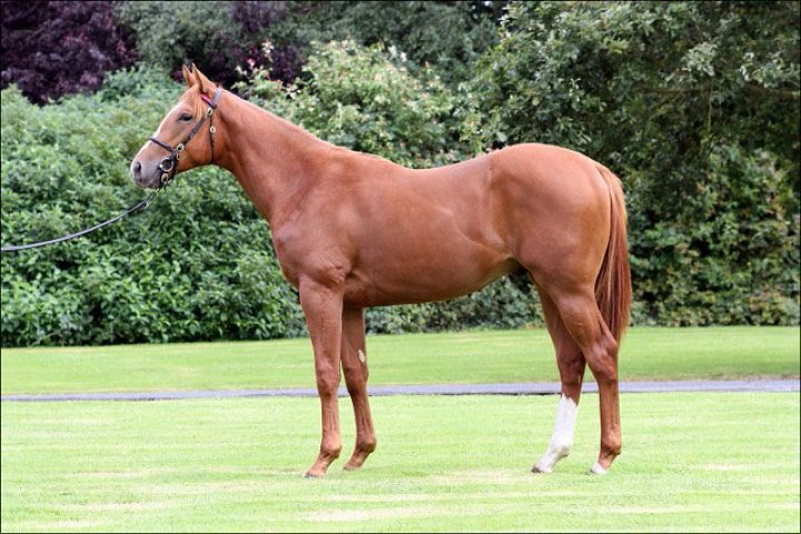 Gold Trail second at Lingfield