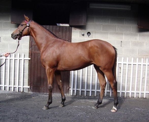 Golden Salute wins at Windsor