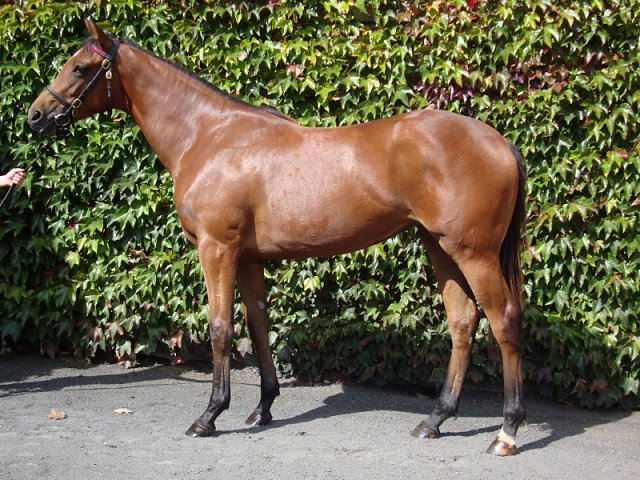 Golden Salute wins at Windsor