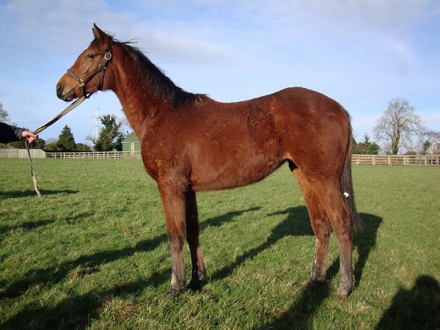 Golden Salute second at Goodwood