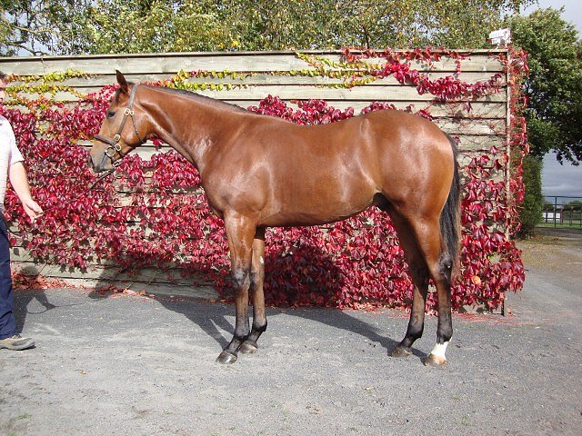 Gold Hunter wins at Chelmsford