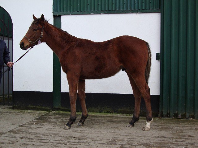 Gold Hunter third at Lingfield on 11th December 2019