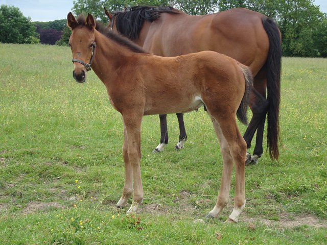 Gold Hunter second at Chepstow