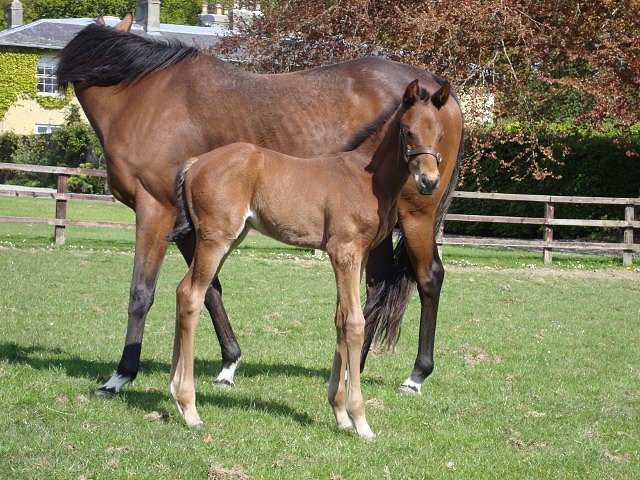 Gold Hunter wins at Chepstow on 13th July 2018