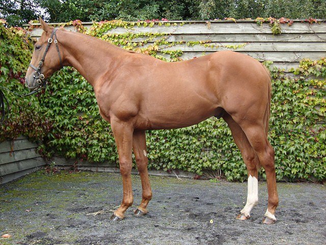 Gold Trail wins at Meydan