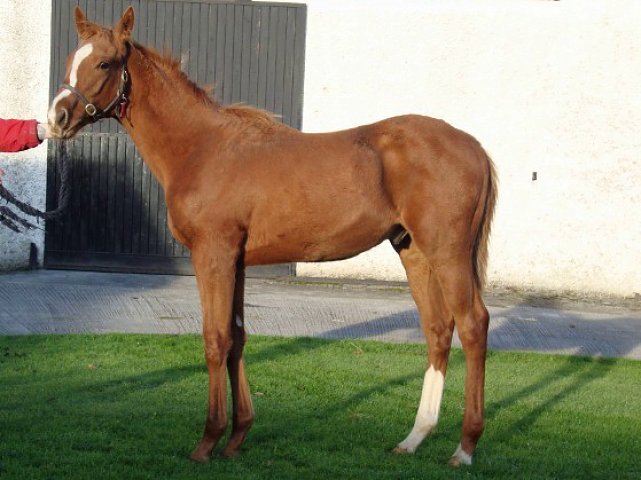 Gold Trail wins at Meydan