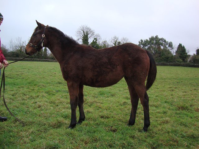 Gotta Skedaddle third on racecourse debut at Saint-Cloud on 23rd March 2023