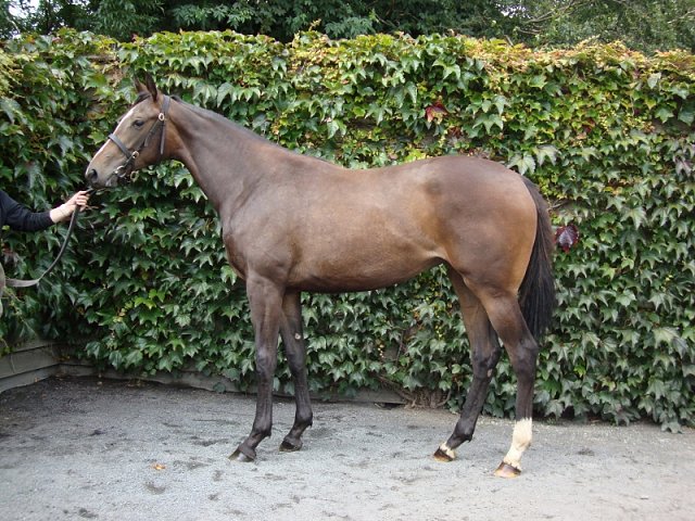 Grizabella wins at Sligo on 4th May 2025
