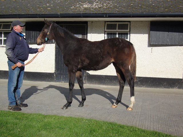 Grizabella wins at Sligo on 4th May 2025