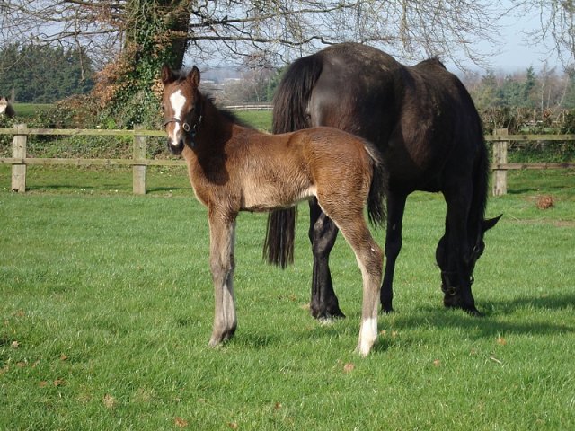 Grizabella wins at Sligo on 4th May 2025