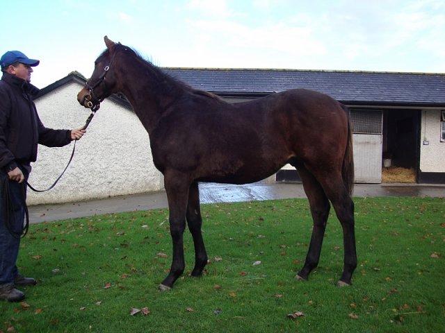 Hallowed Star second at Roscommon on 23rd May 2022