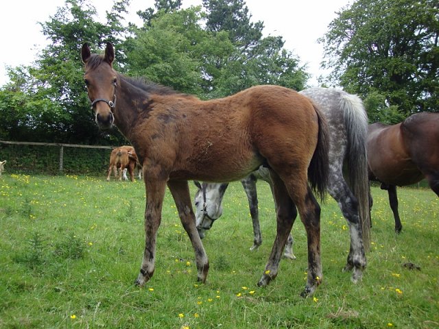 Hallowed Star second at Gowran Park on 13th April 2022