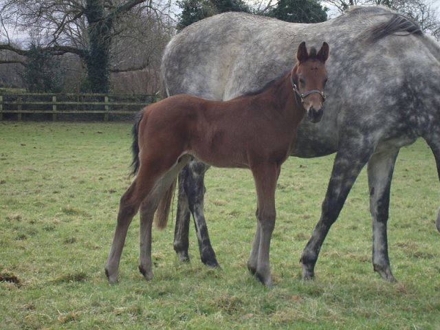 Hallowed Star second at Gowran Park on 13th April 2022