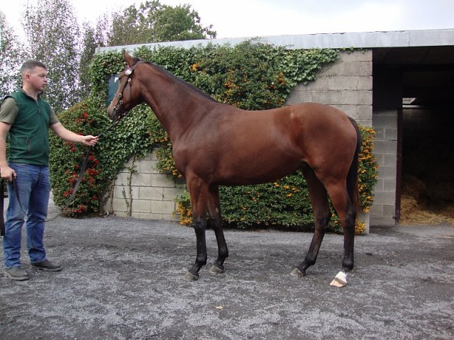 Hayyel third at the Curragh on 23rd August 2019