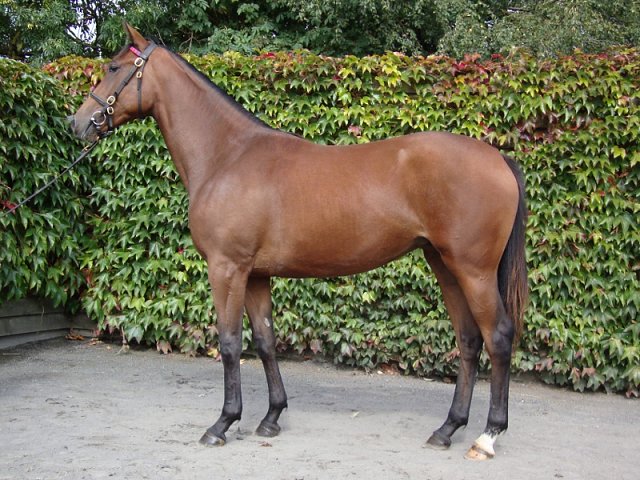 Hayyel second at Leopardstown on 14th June 2020