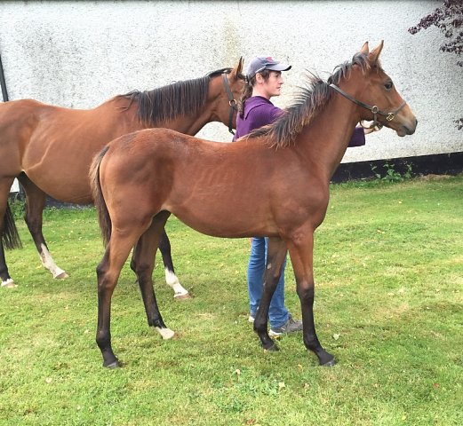 Hayyel third at the Curragh on 23rd August 2019