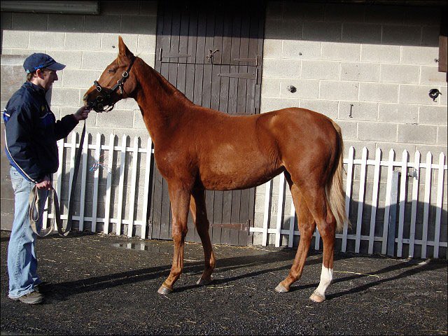 Headline News third in Listed Race