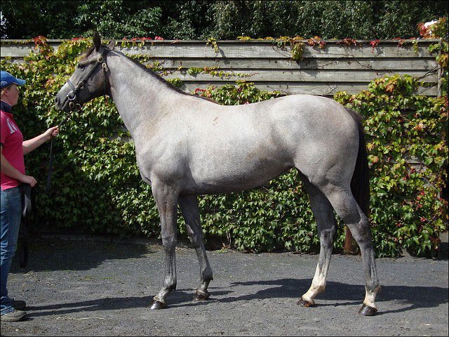 Hedge End easy winner at Wolverhampton