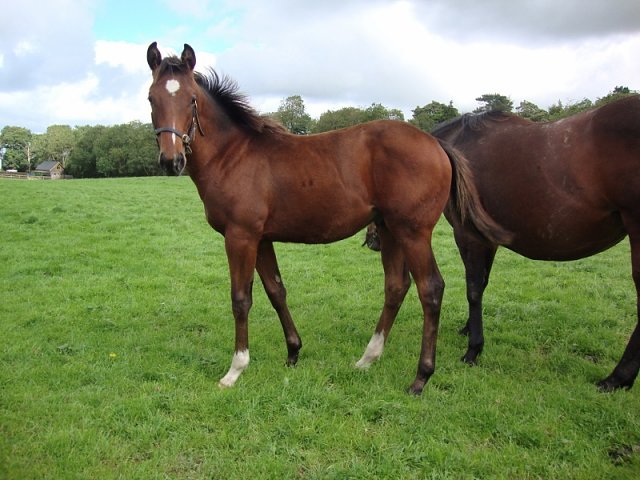 Heroism wins on racecourse debut at Salisbury on 19th August 2022