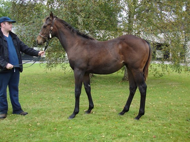 Holy See second at Chantilly on 9th February 2024