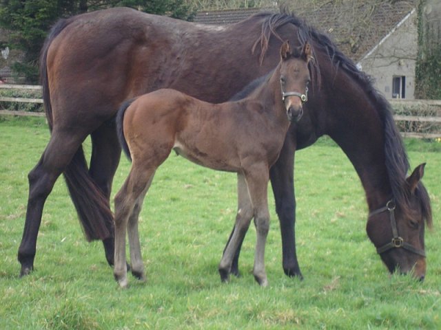 Holy See wins at Gowran Park on 9th April 2026