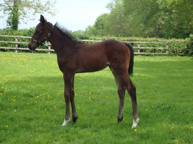 Human Evolution wins at Parislongchamp on 29th May 2025