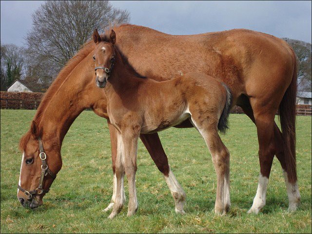 Hunters Creek makes all to win at Lingfield