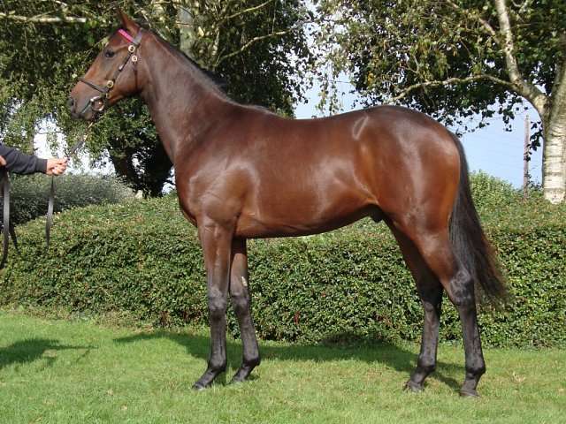 Indian River third in Gr.1 on 9th April 2026