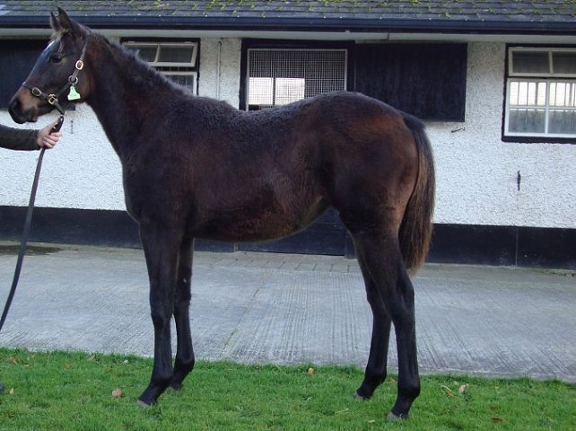 Indrahar second at the Curragh