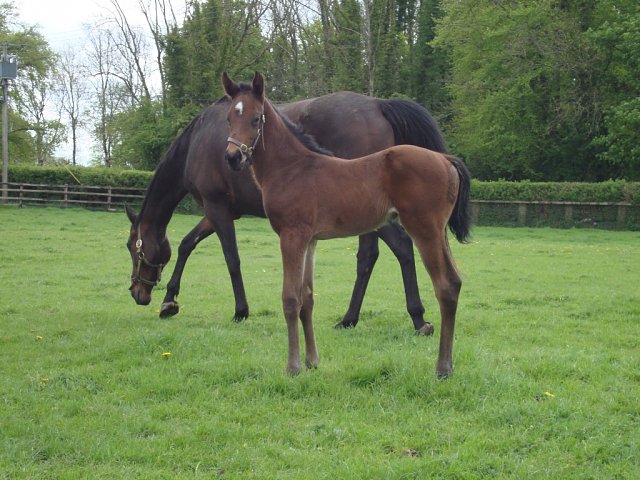 Invictus Gold wins at Newmarket on 3rd May 2025