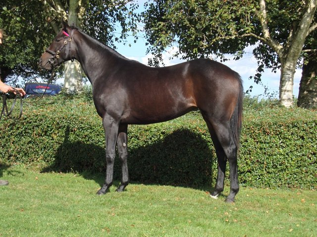 Jayvee wins on racecourse debut at Beverley on 25th April 2024