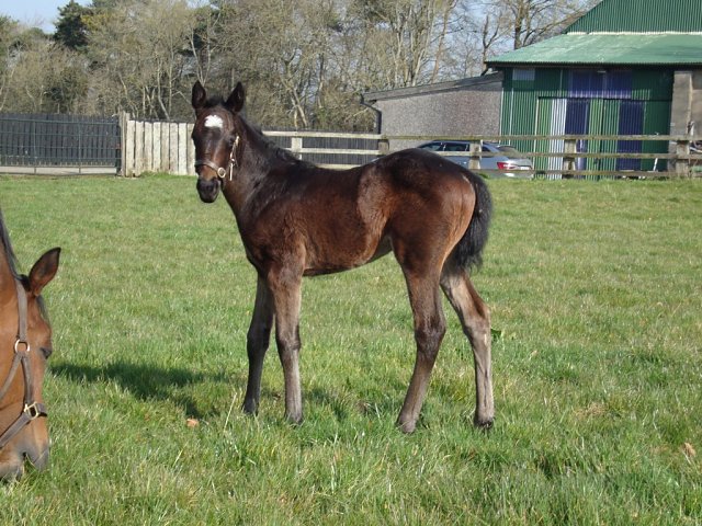 Jayvee wins on racecourse debut at Beverley on 25th April 2024