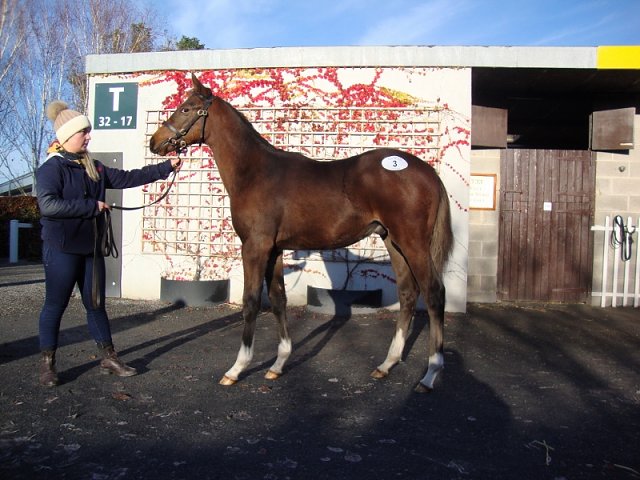 Just Percy second at Lingfield on 29th November 2022