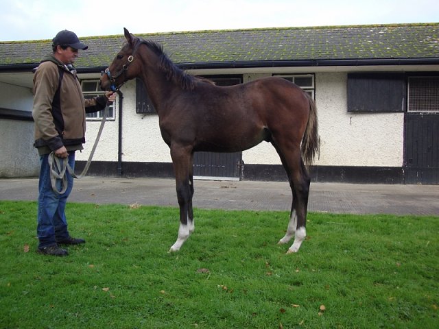 Just Percy second at Lingfield on 29th November 2022