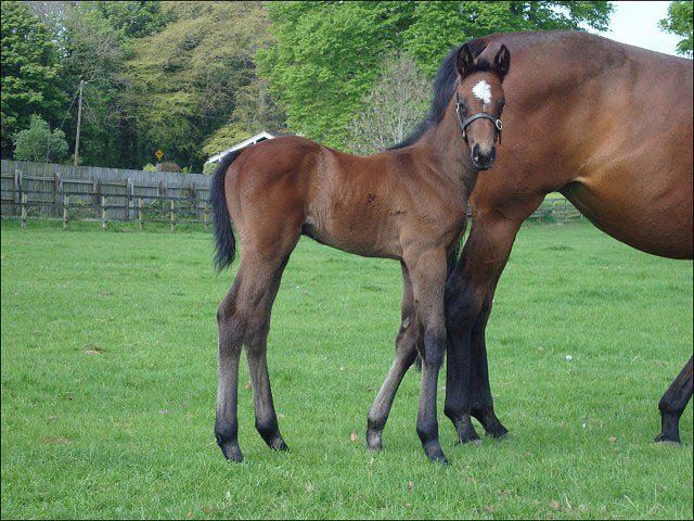 Karamela second in stakes race