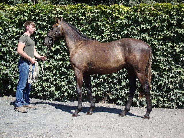 Kenshibu wins at Velka Chuchle, Czech Republic on 12th September 2021