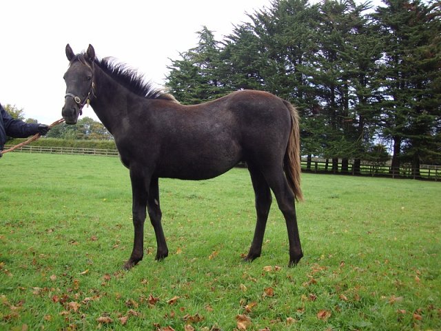 Kenshibu wins at Brno, Czechia on 26th April 2025