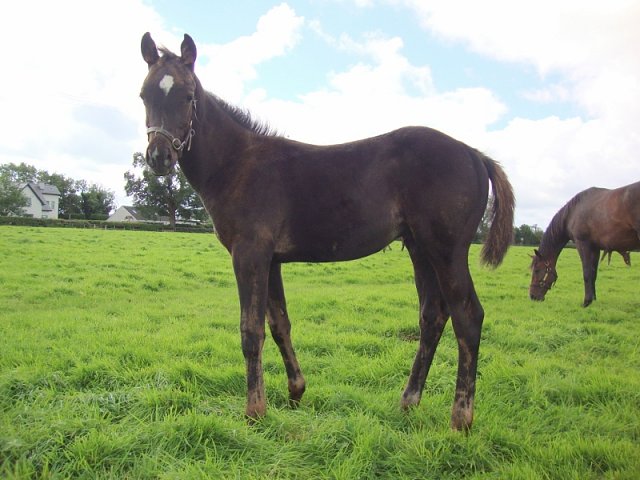 Kitaro Kich second at Kempton on 21st April 2025