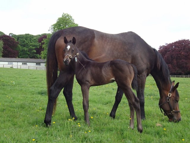 Kitaro Kich third at Kempton on 29th March 2023