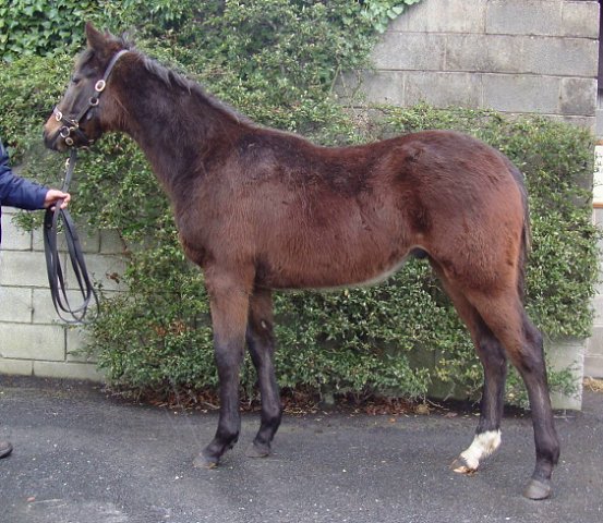 Knight's Order third in Listed Race on 5th December 2020